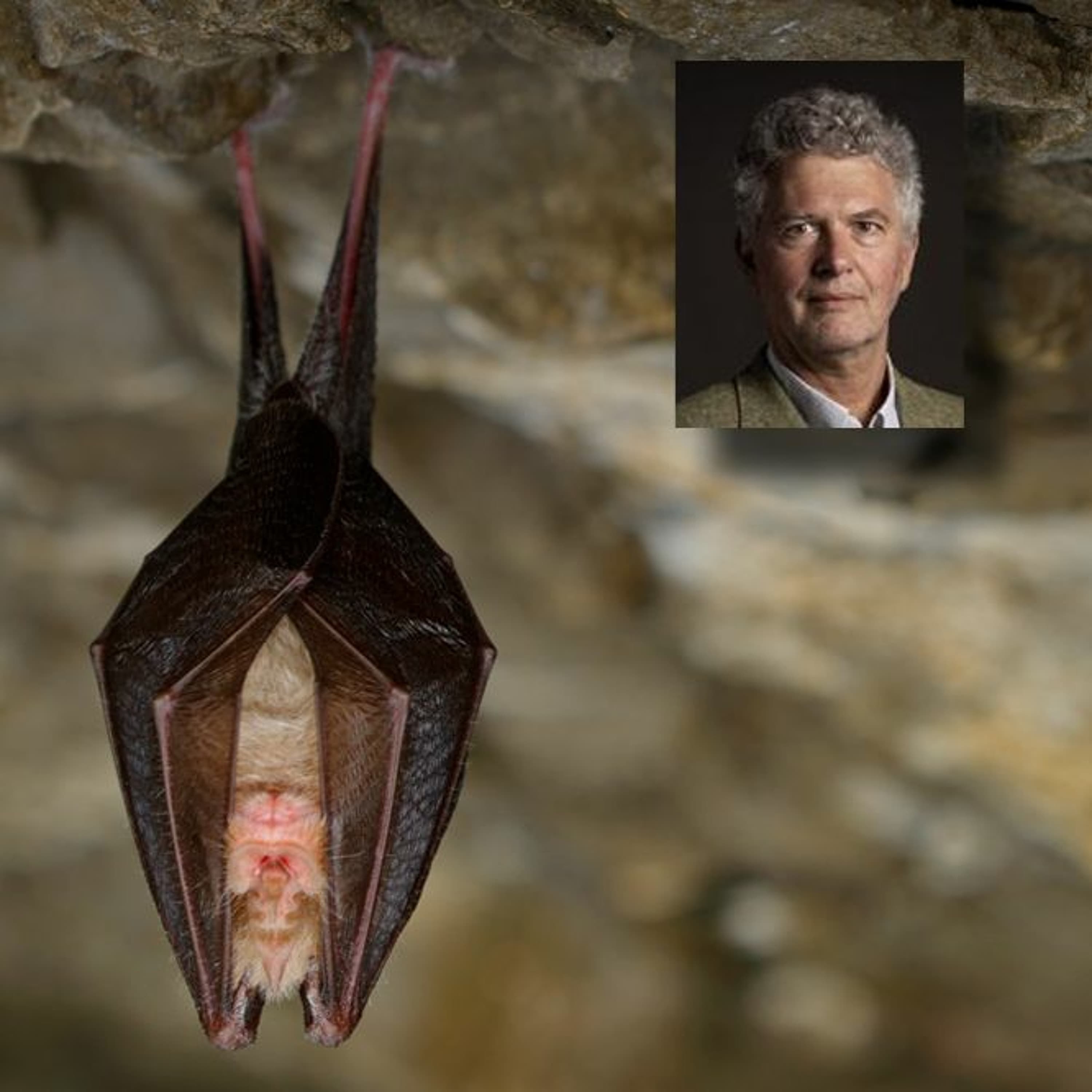 Emlősök égen-földön (és föld alatt) - beszélgetés Csorba Gáborral