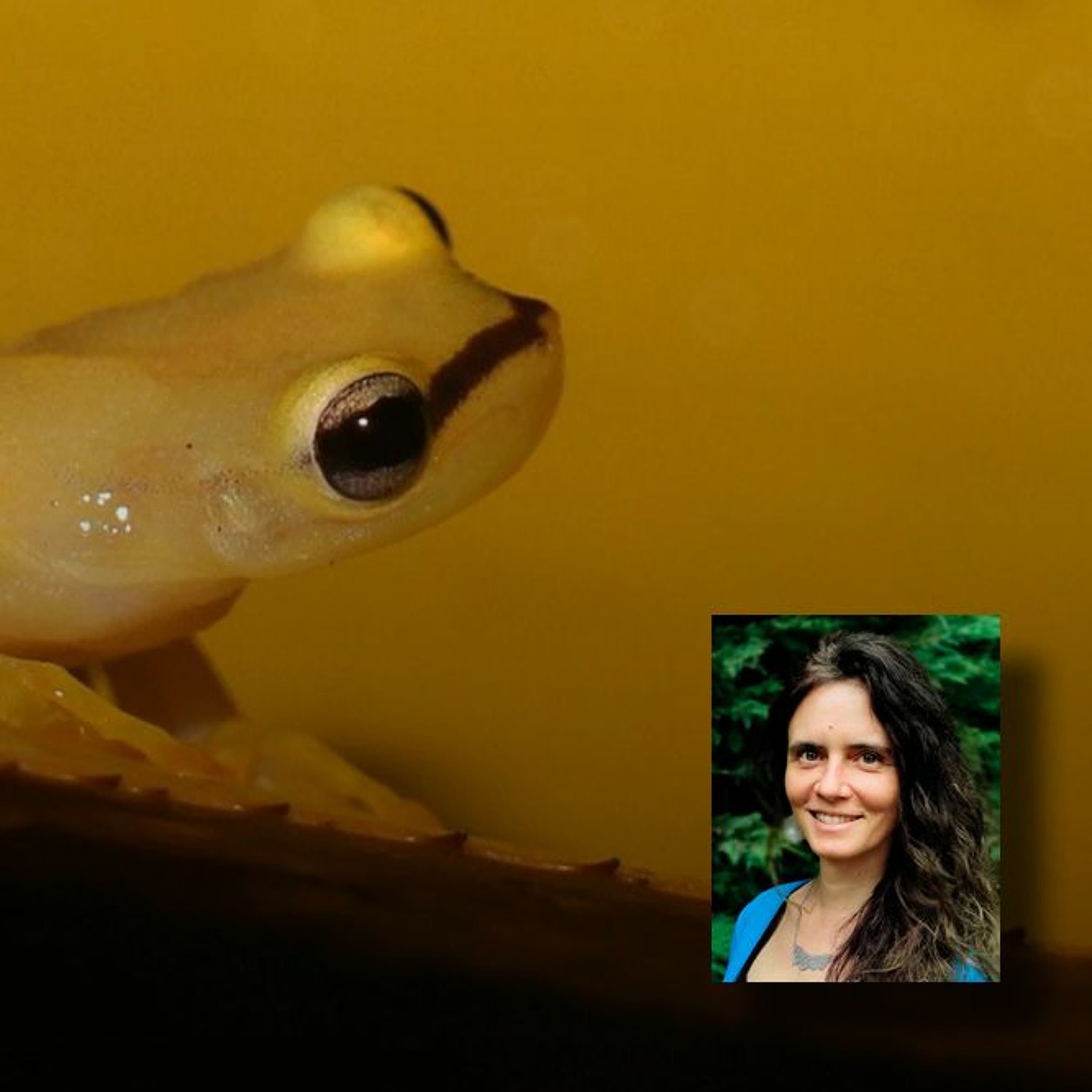 Félreismert csúszómászók, hidegvérű felfedezések - beszélgetés Vörös Judittal