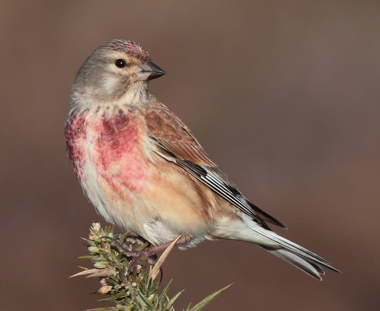 
							 Kenderike (Linaria cannabina) 
							