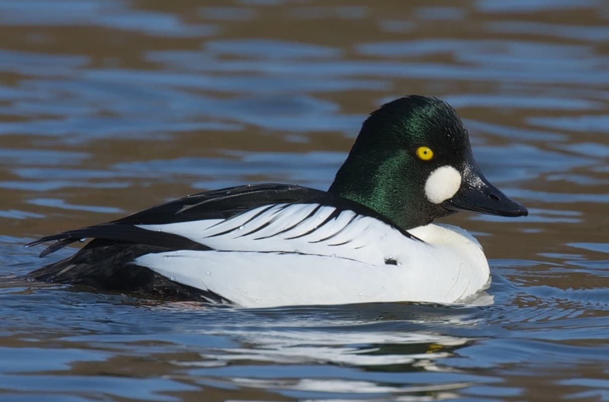 
							 Kerceréce (Bucephala clangula) 
							