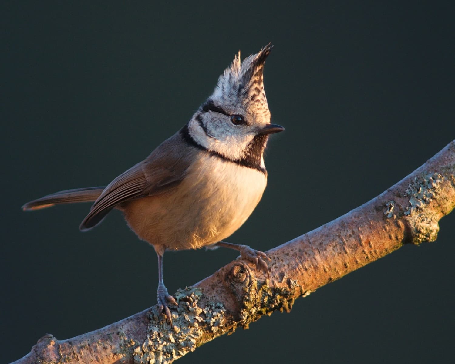 
							 Búboscinege (Lophophanes cristatus) 
							