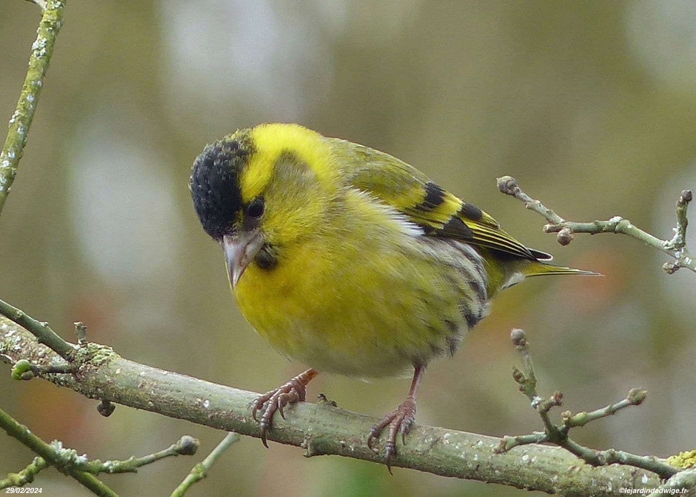 
							 Csíz (Carduelis spinus) 
							
