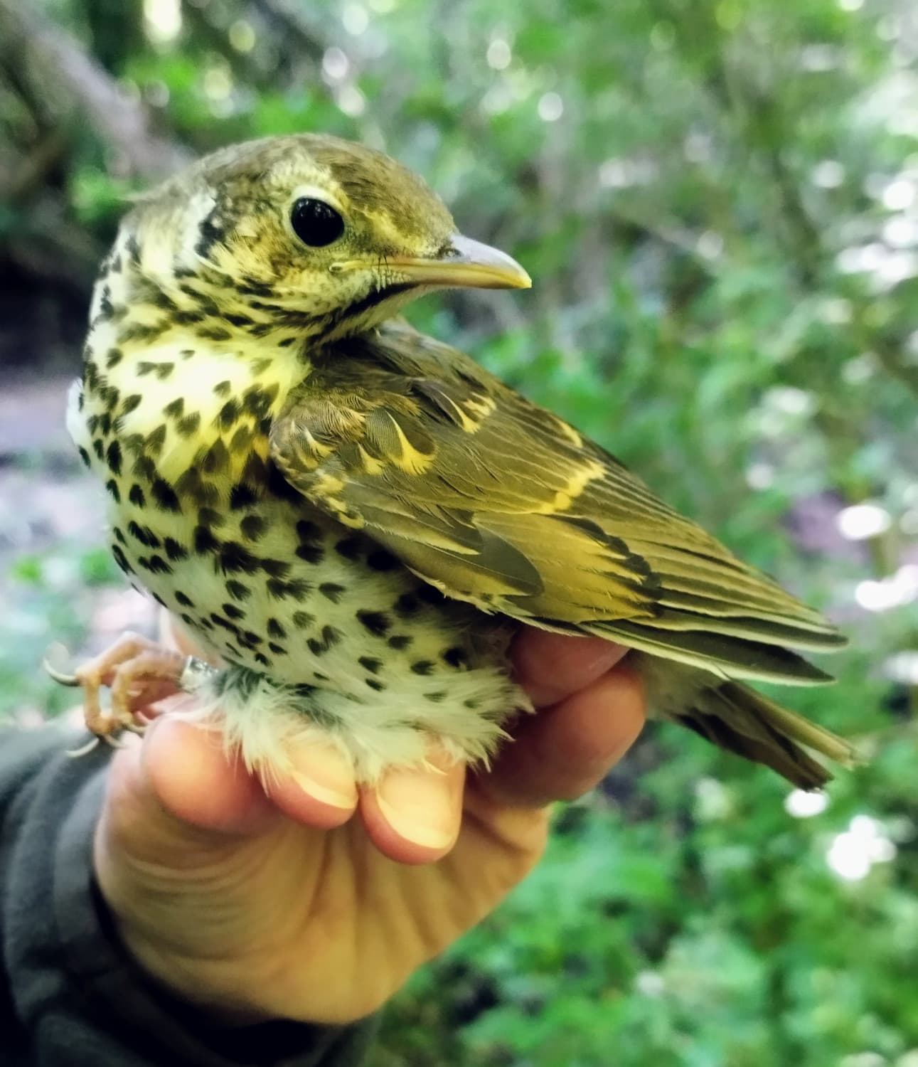 
							 ÉV MADARA 2026 - Énekes rigó (Turdus philomelos)| Reszkessetek kicsi házas csigák, jövök! 
							