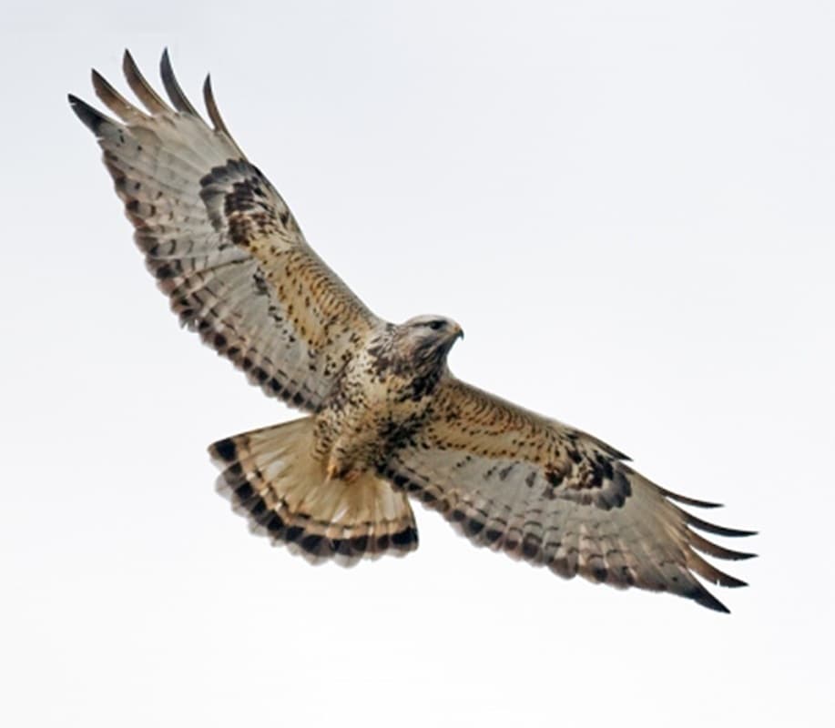 
							 Gatyás ölyv (Buteo lagopus) 
							