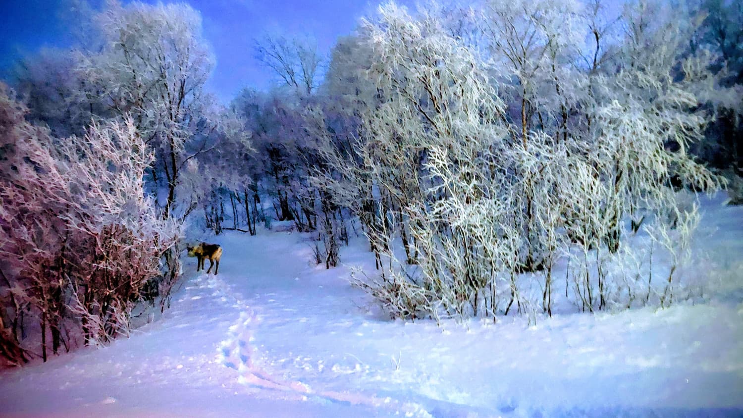 
							 Télen, északon - A Sarkkör csodái 
							