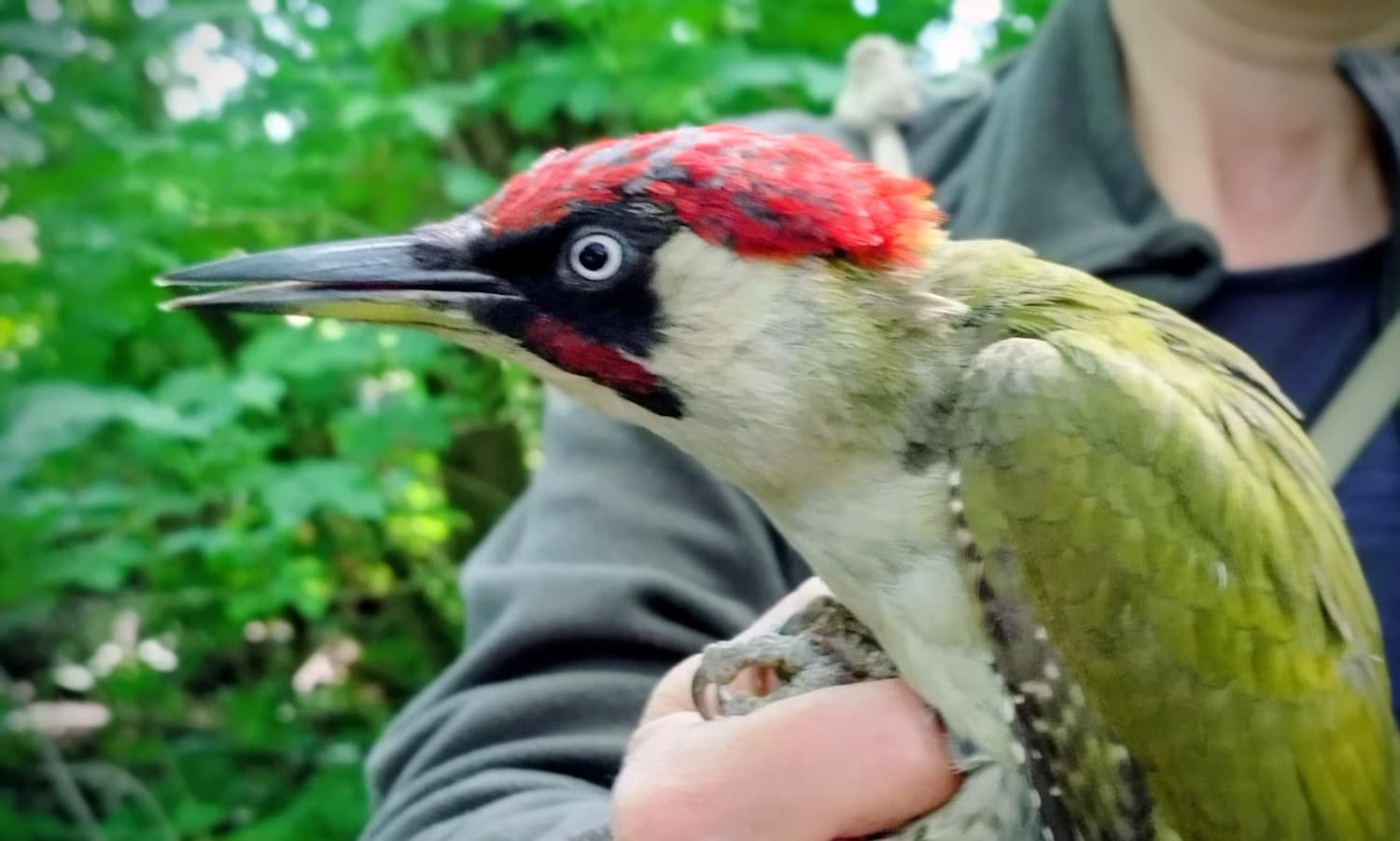 
							 Zöld küllő (Picus viridis) 
							