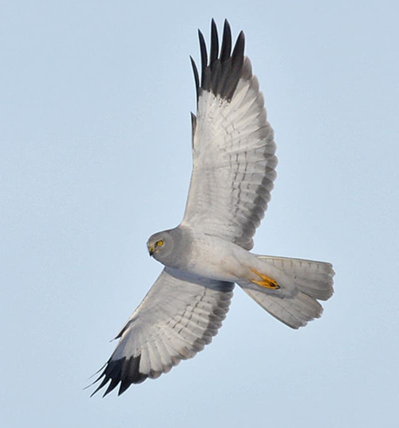 
							 Kékes rétihéja (Circus cyaneus) 
							