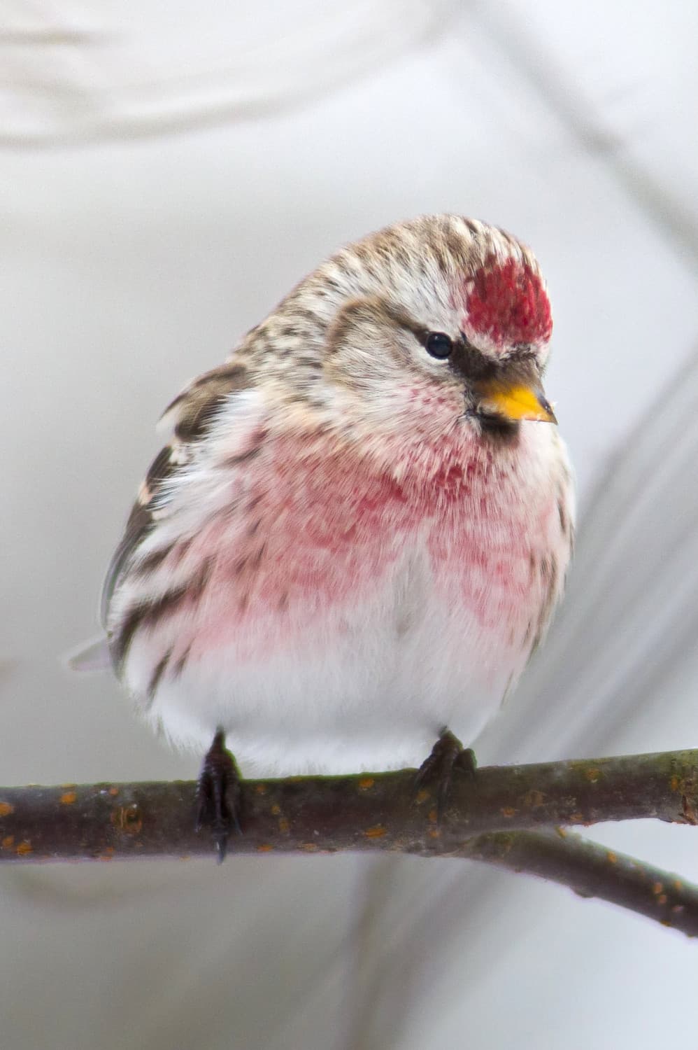 
							 Zsezse (Acanthis flammea) 
							