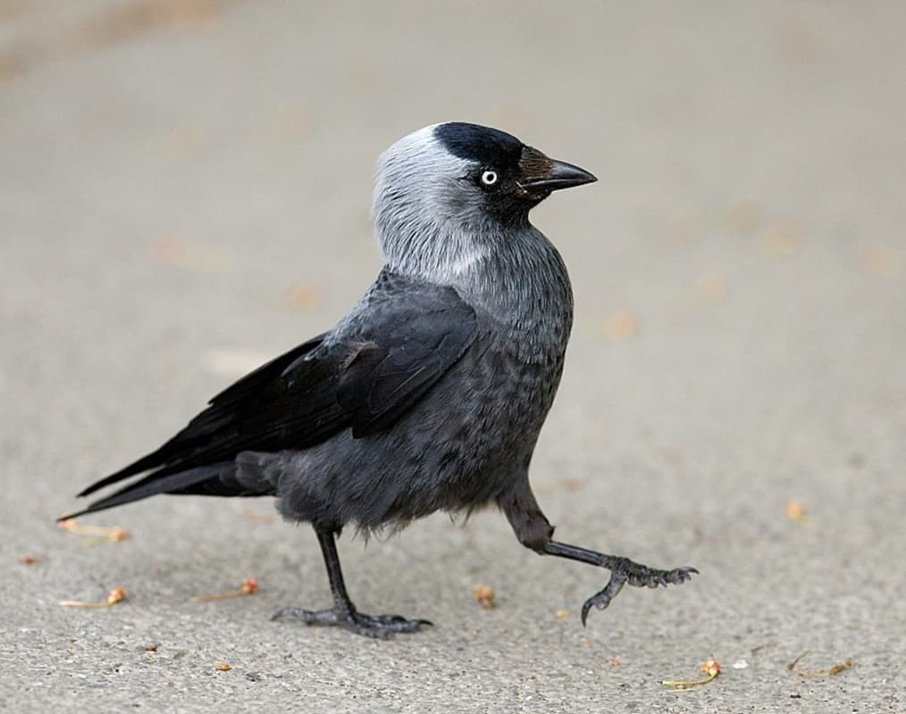 
							 Csóka (Coloeus monedula) 
							