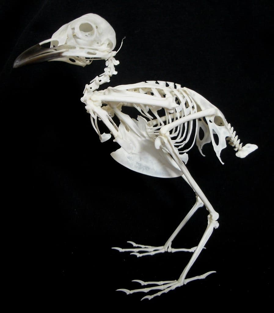 
							 Hogy működik a madár?| A madarak testfelépítése - Dr. Csörgő Tibor biológussal  
							