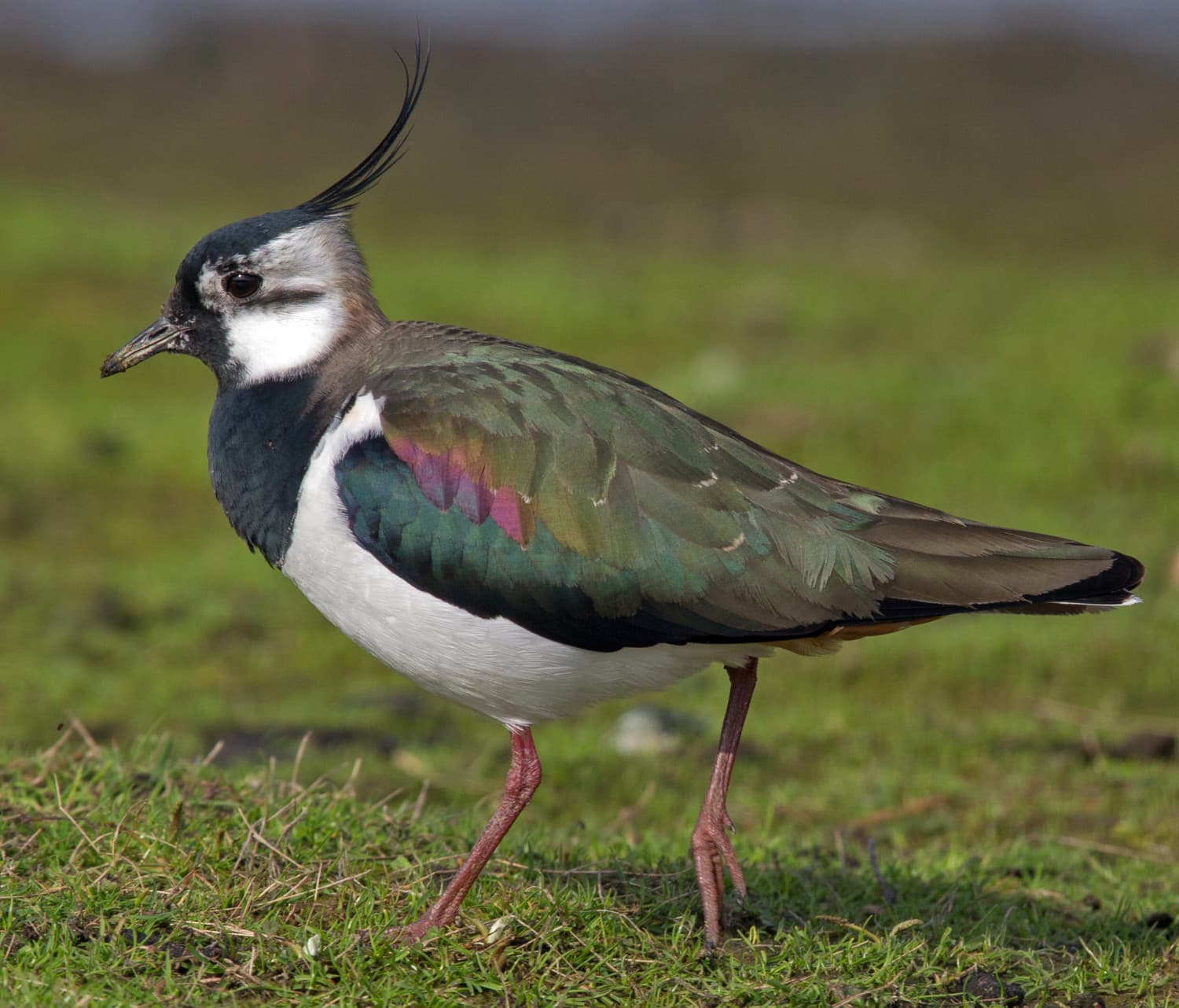 
							 Bíbic (Vanellus vanellus) 
							