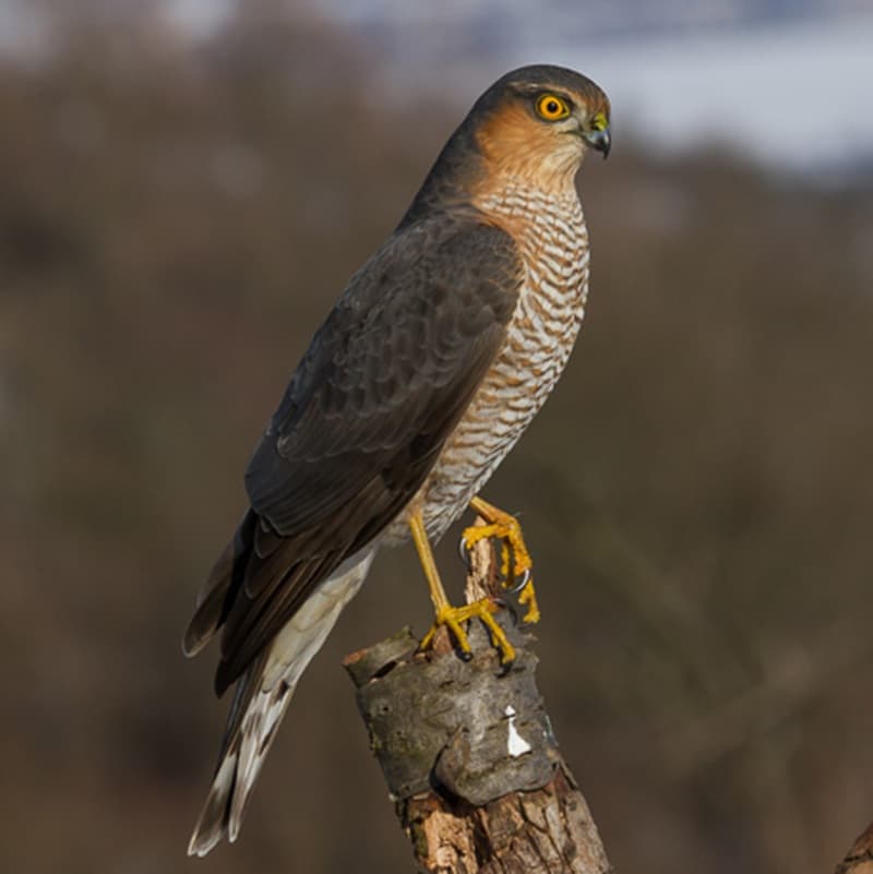 
							 Karvaly (Accipiter nisus) 
							