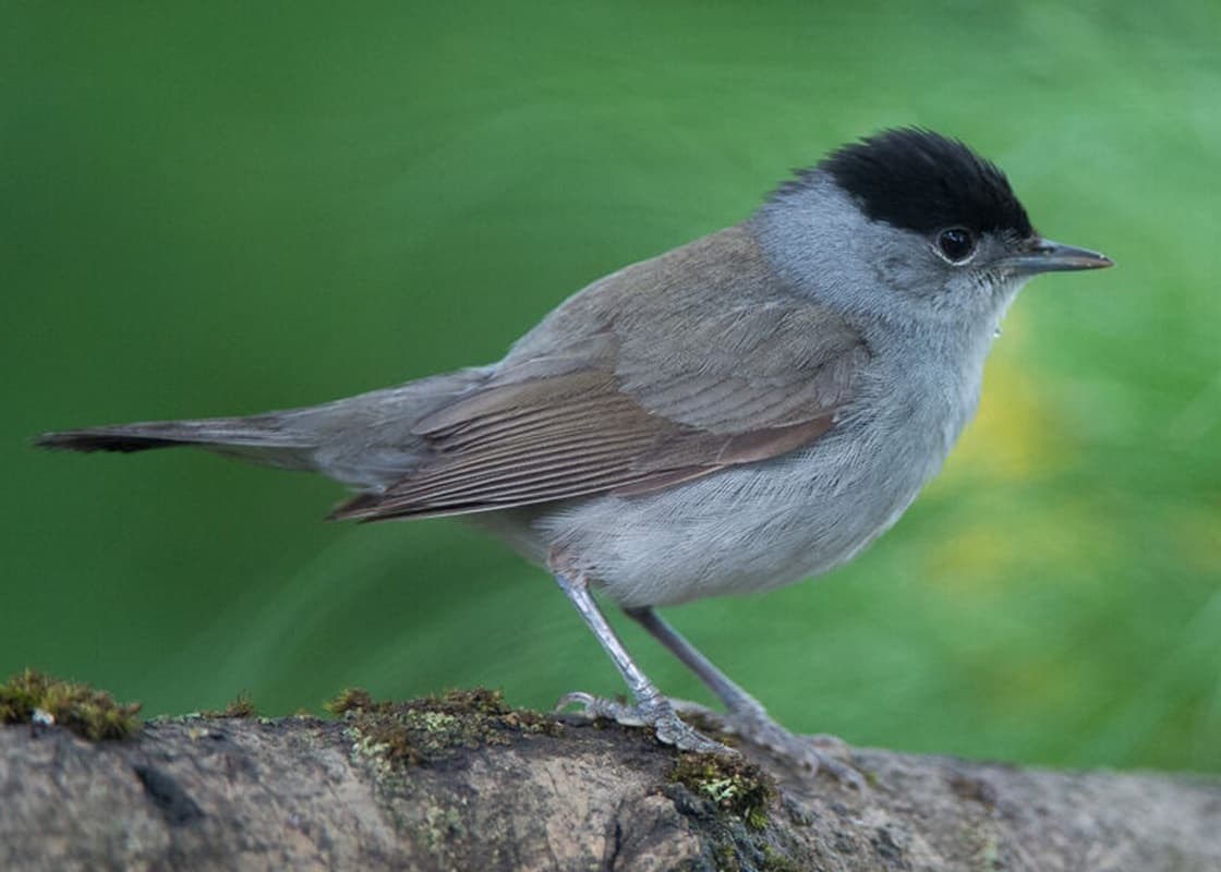 
							 Barátunk, a barátka| Barátposzáta (Sylvia atricapilla) 
							