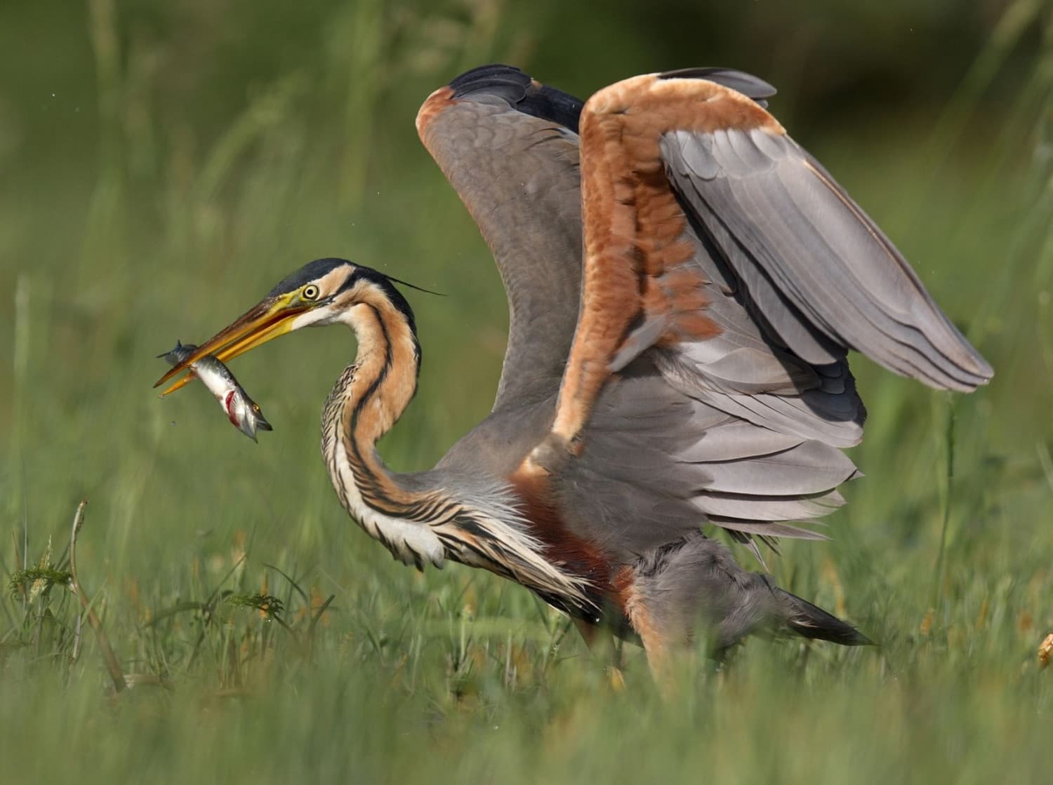 
							 Vörös gém (Ardea purpurea) 
							