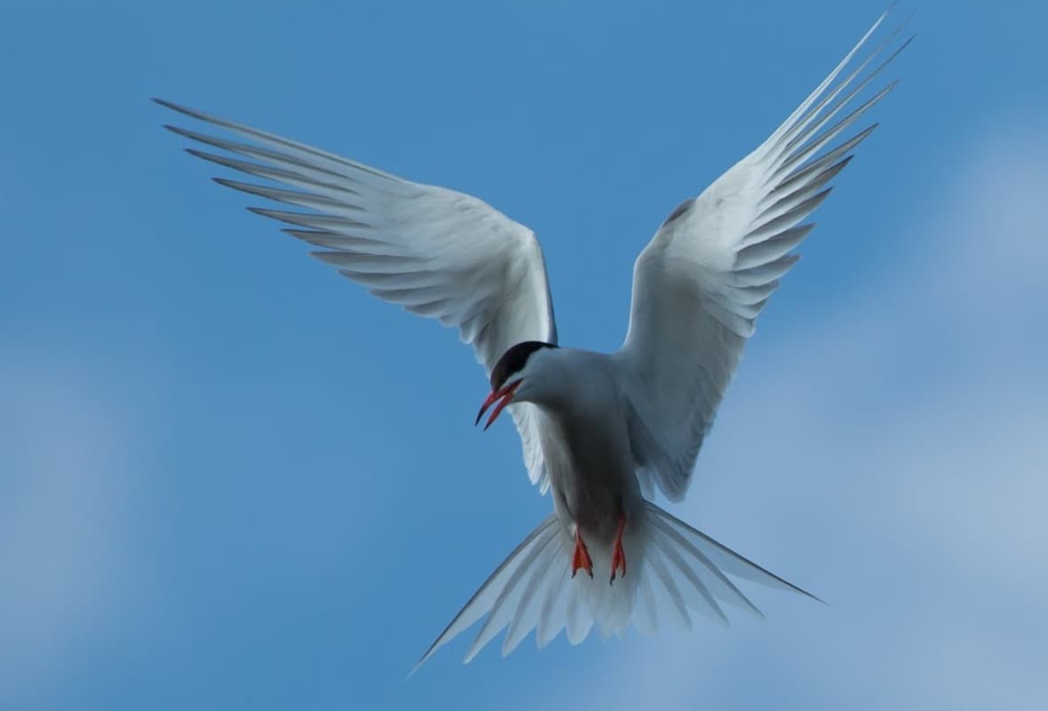 
							 Küszvágó csér (Sterna hirundo) 
							