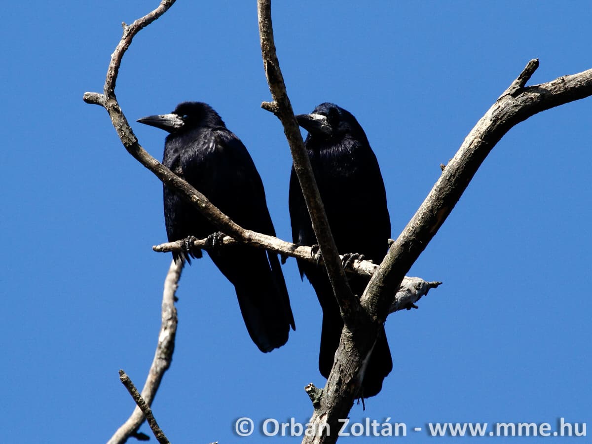 
							 Vetési varjú (Corvus frugilegus) - 1. rész 
							