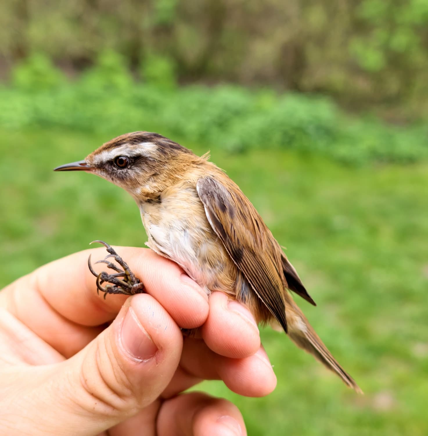 
							 Magyar kutatók a nemzetközi élőhely-védelemért| Fülemülesitke kutatás itthon és a Balkánon 
							