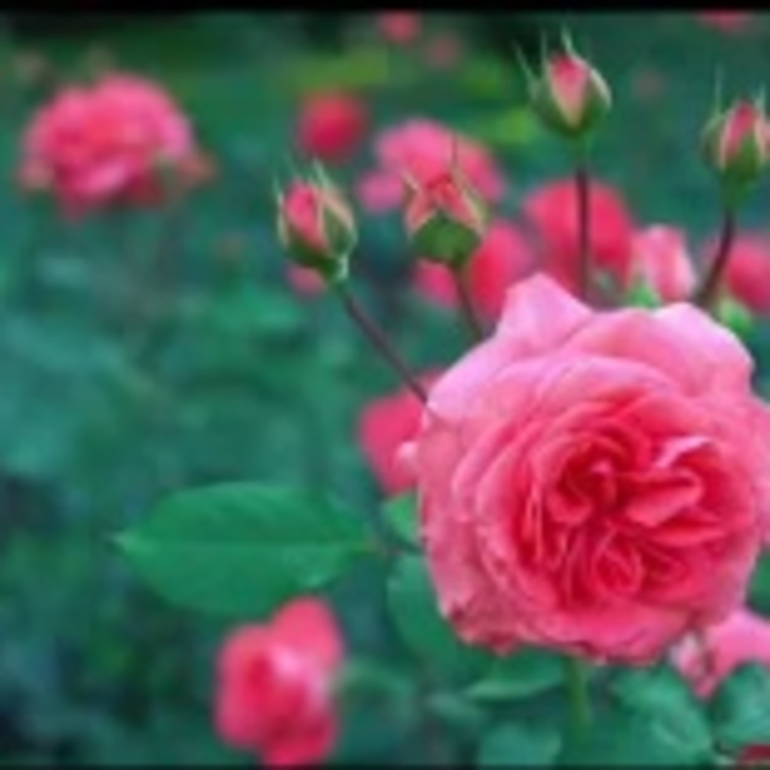 Géczy Gábor Erkölcsi érzelem 1-2 rész