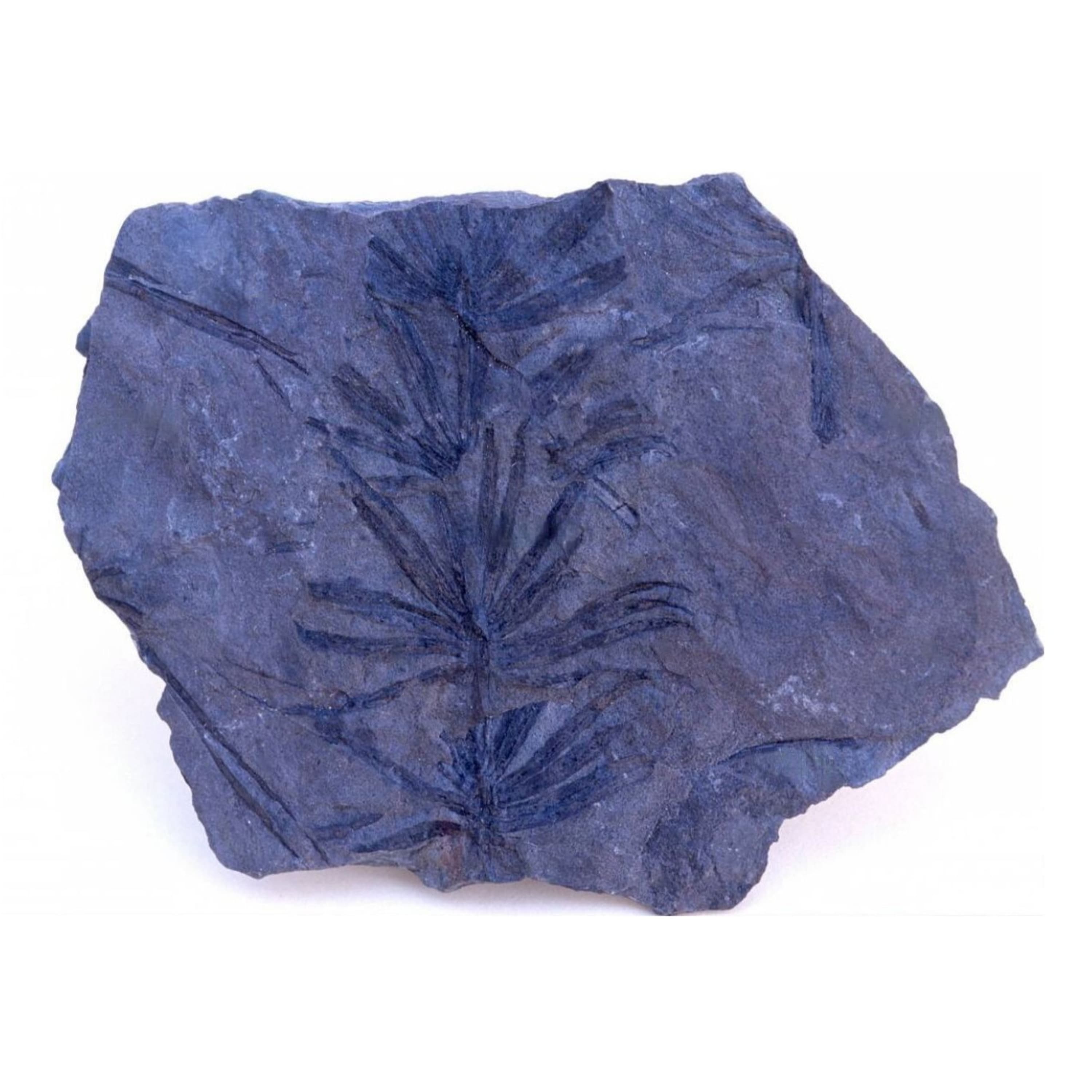 Zsurlók a hajápolás szolgálatában