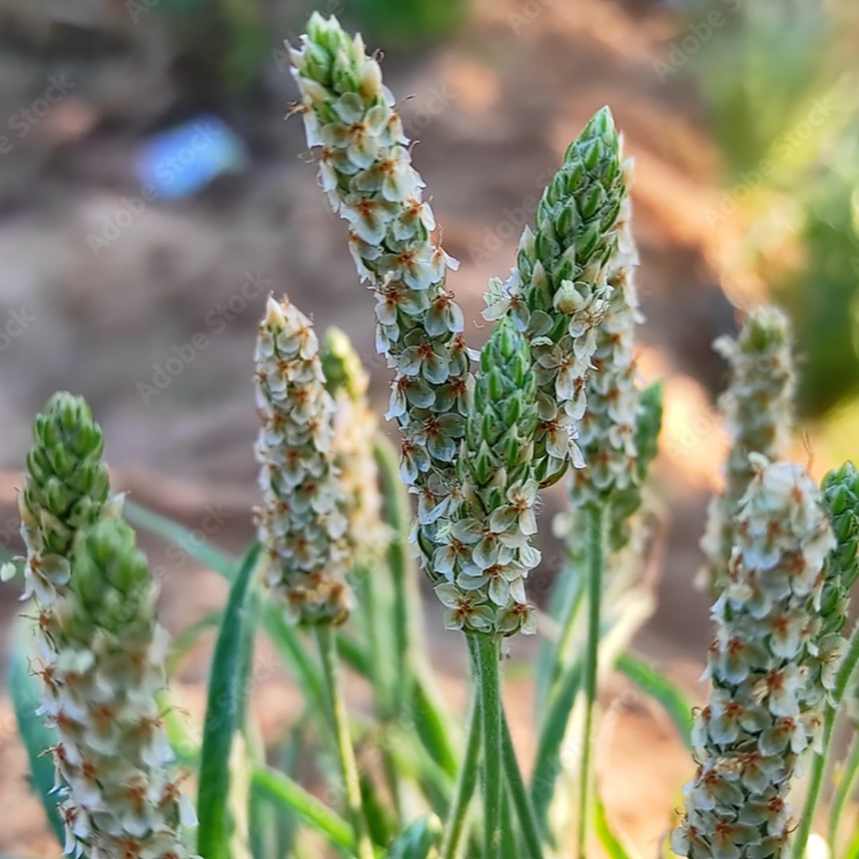 A rostban gazdag útifűmaghéj remek emésztésserkentő