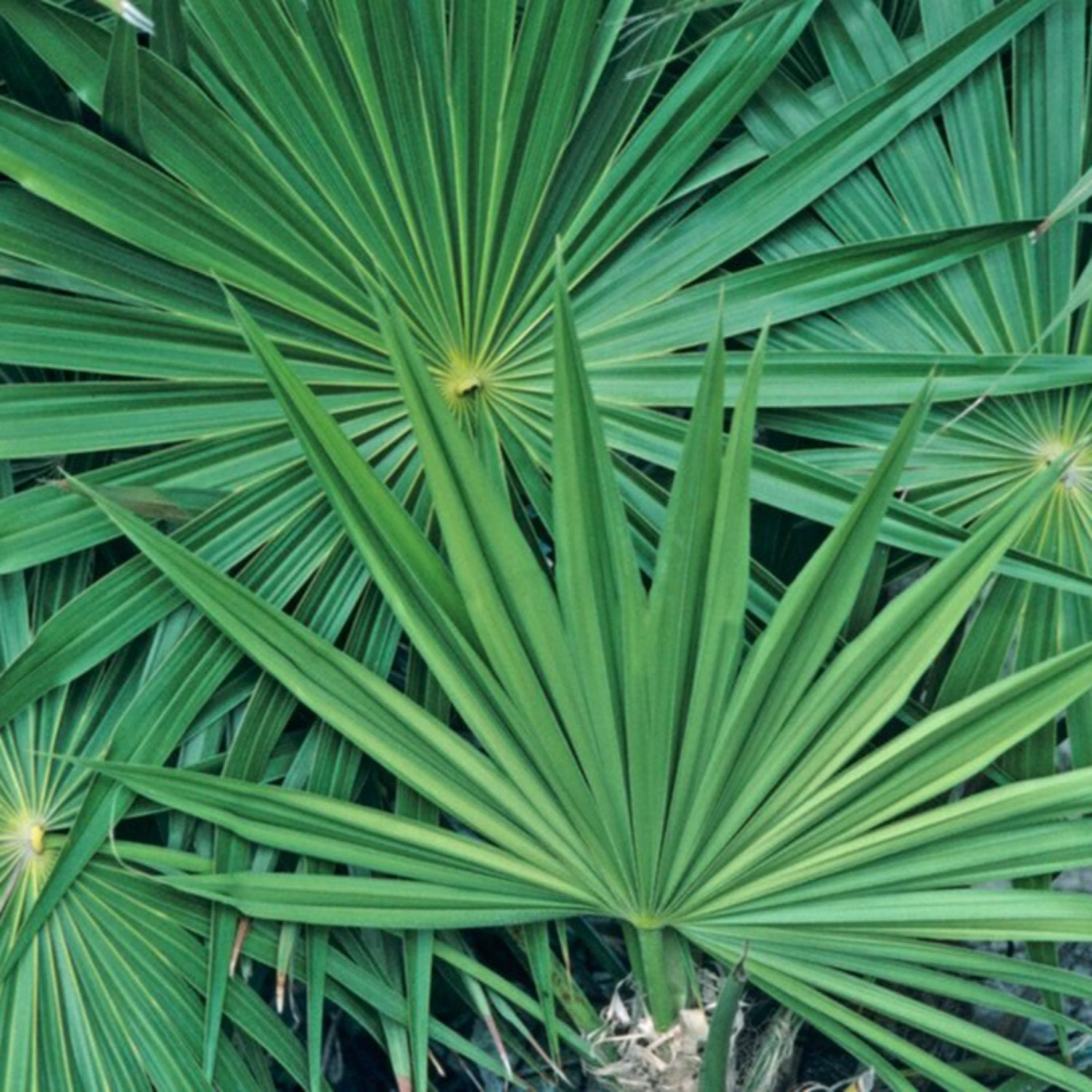 Mindkét nem tesztoszteronszintje szabályozható a fűrészpálma termésével