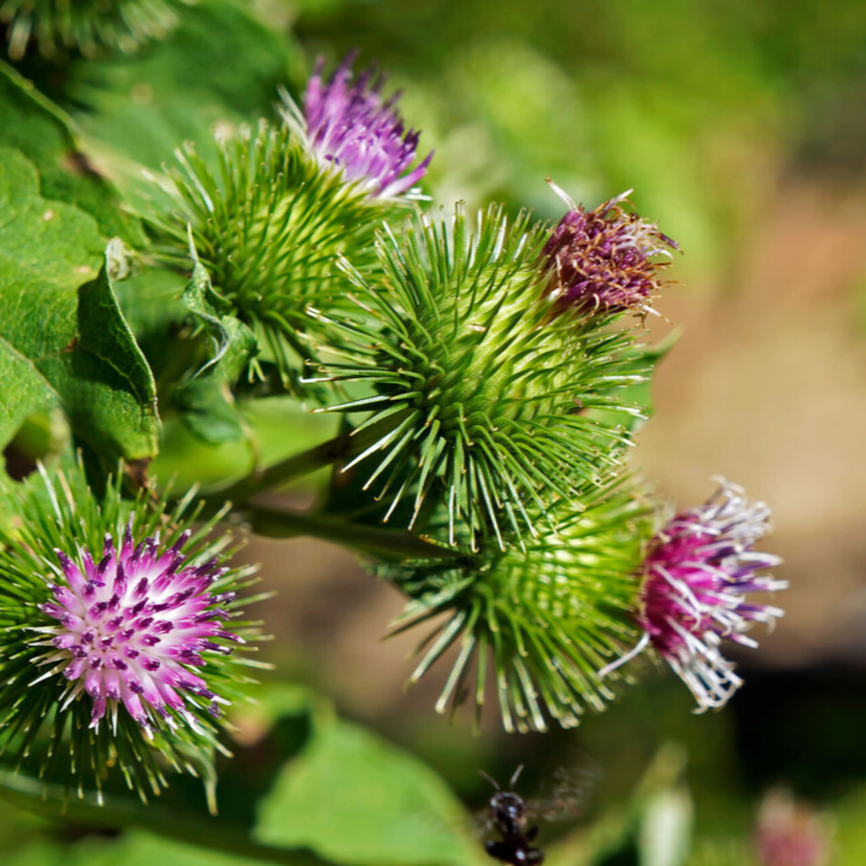 A bojtorján hatóanyagai évszázadok óta fontos összetevői a haj- és bőrápolószereknek