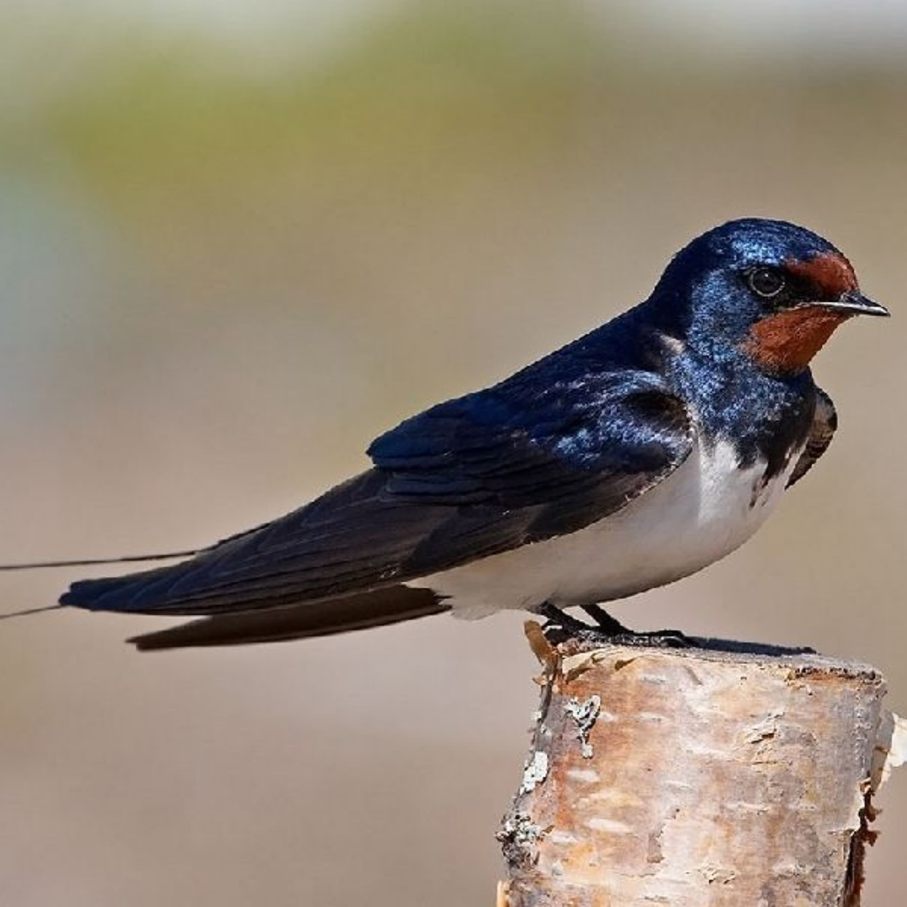 Rohamos ütemben pusztulnak a fecskék Magyarországon!