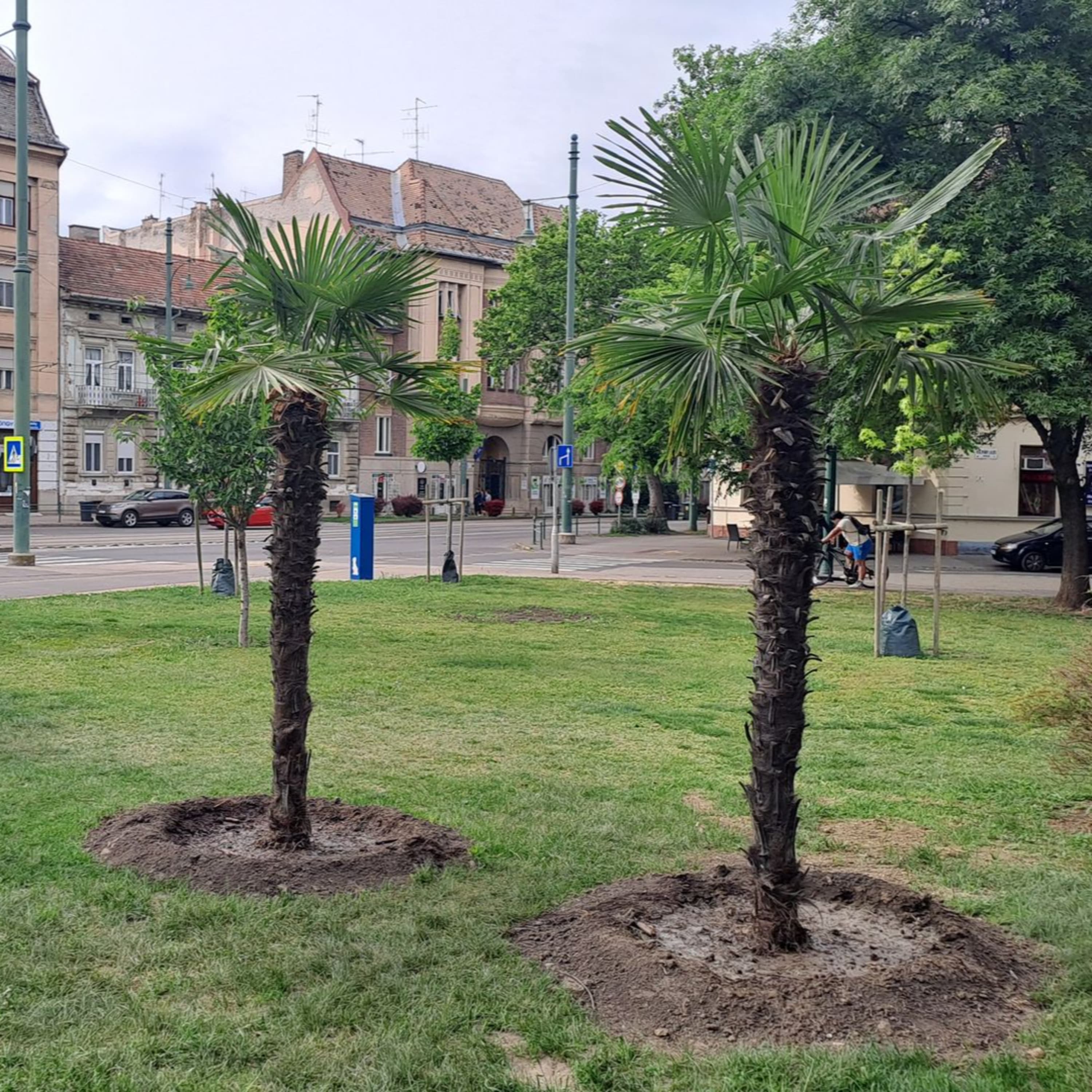 Reformáció, Munkácsy, pálmafák – Szeged Podcast 194. – Szeged.hu – 24.05.03.