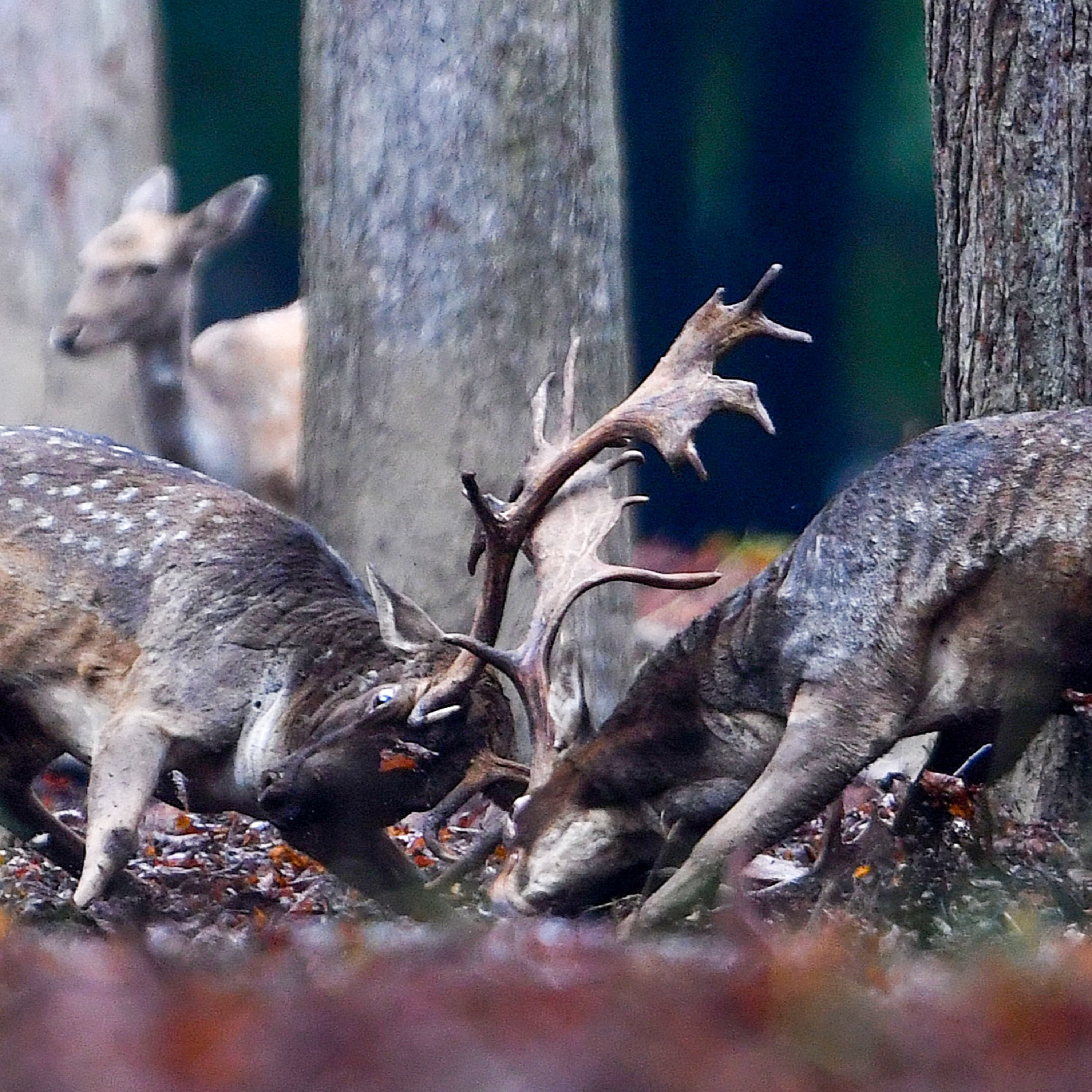 A dám nyomában – megjelent Blaumann Ödön új könyve