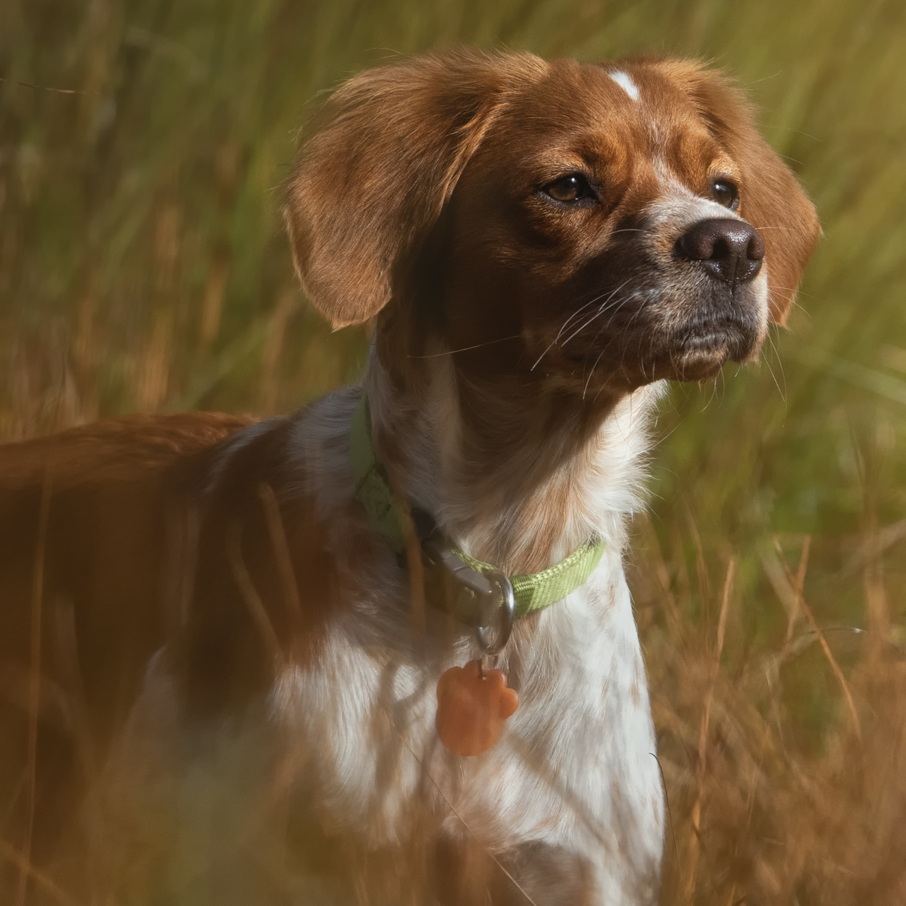 Breton spániel – egy elegáns munkakutya