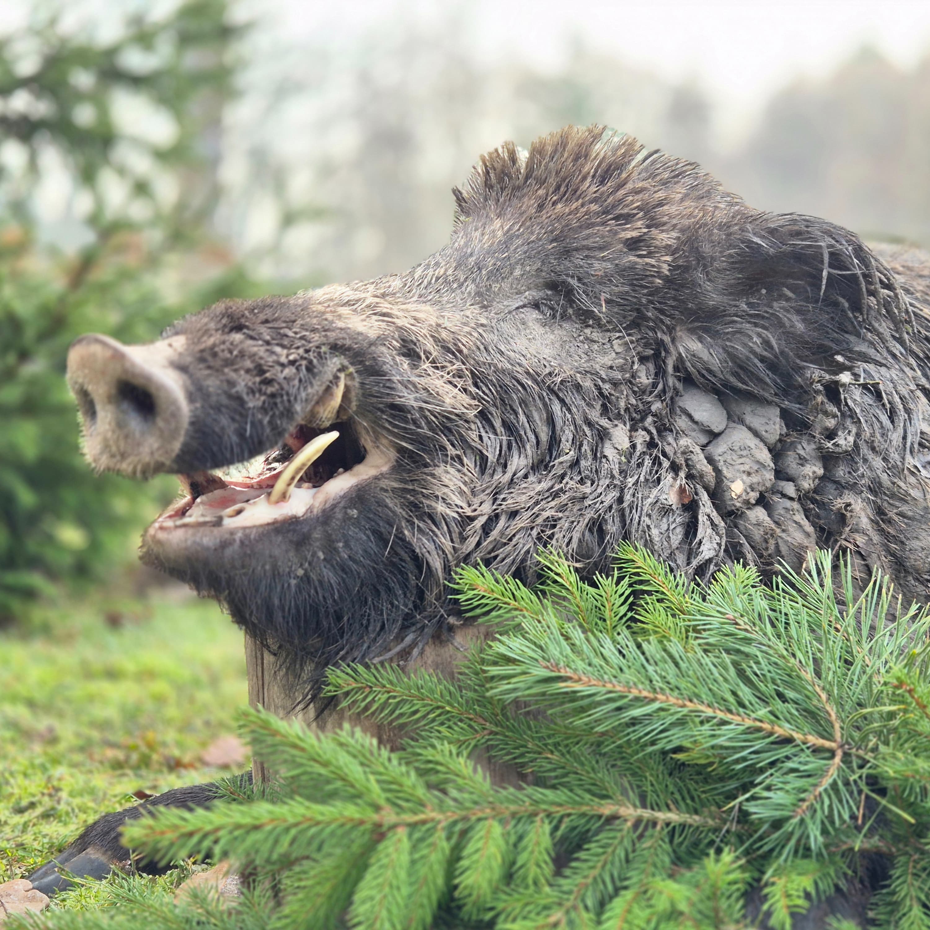 Az egyik legizgalmasabb vadászati mód