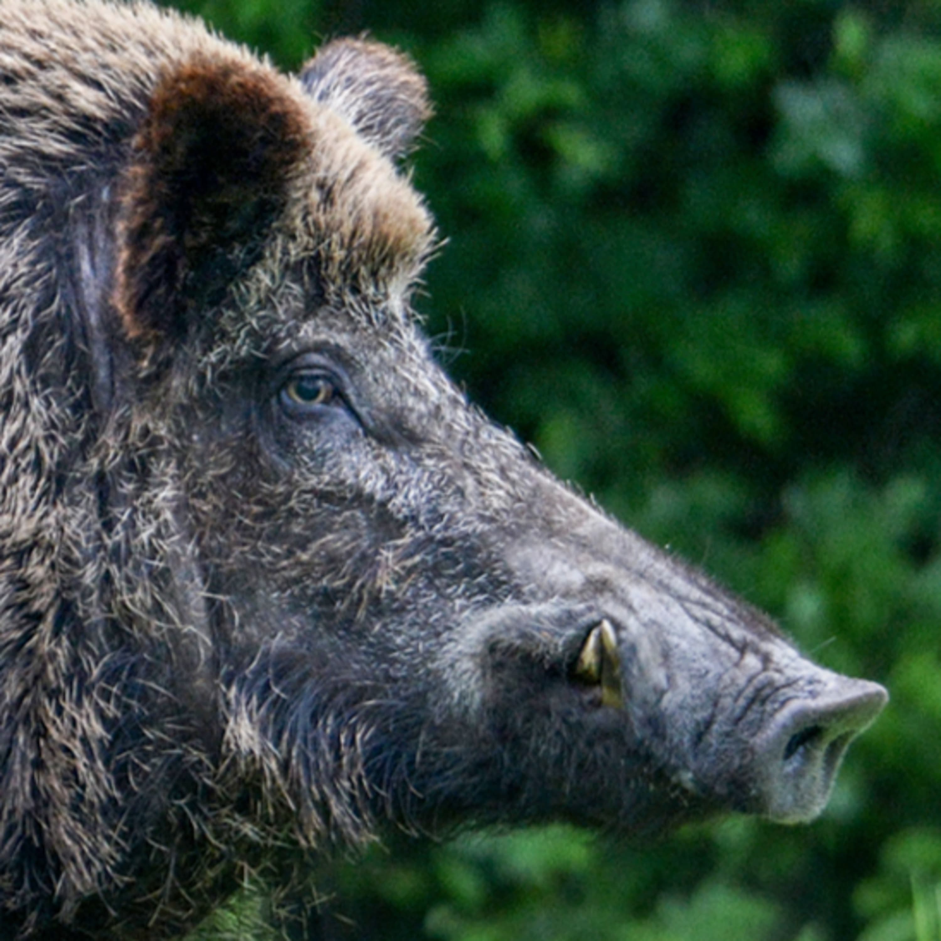 Miként találjunk jó vadászati lehetőségeket?
