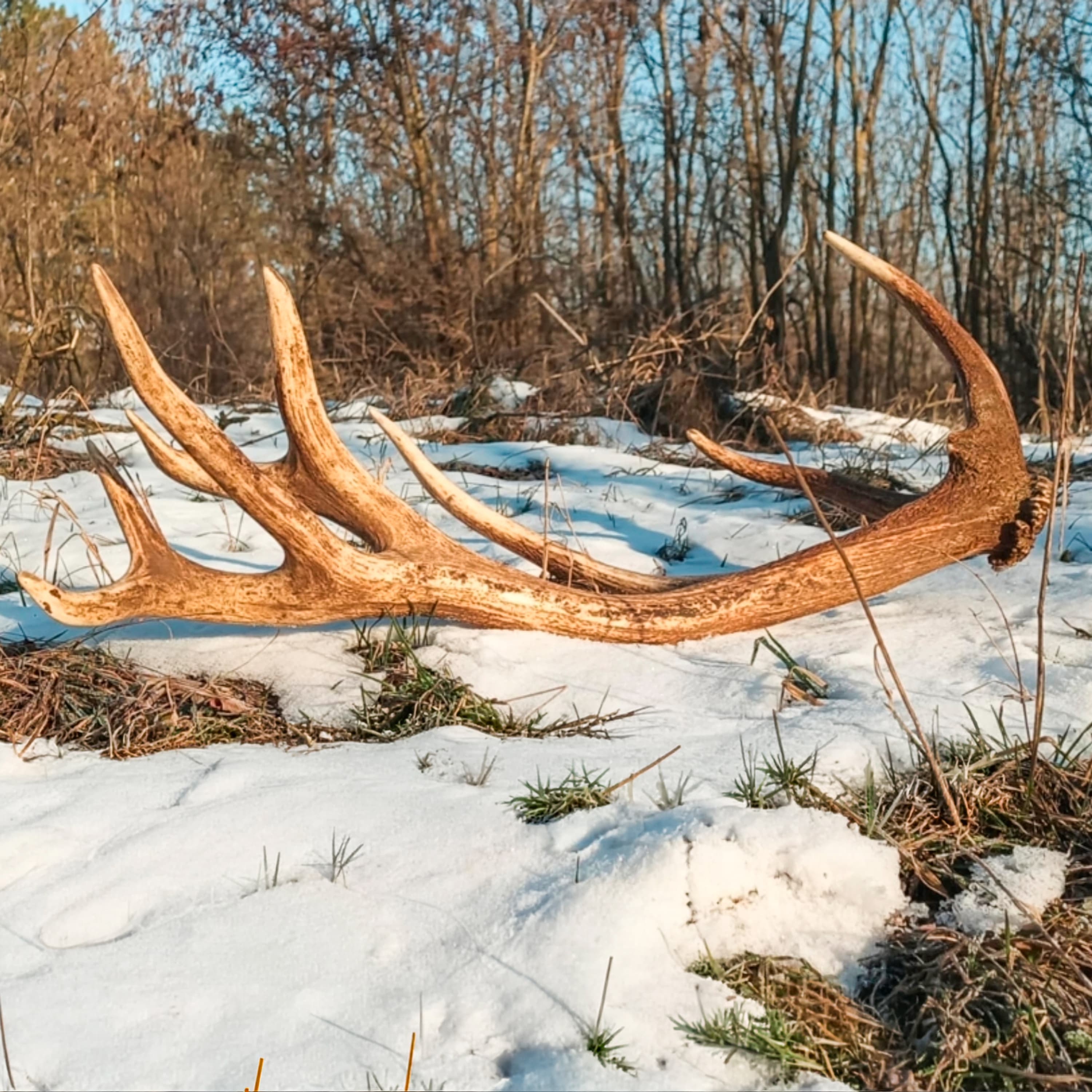 Miről árulkodik a hullajtott agancs?