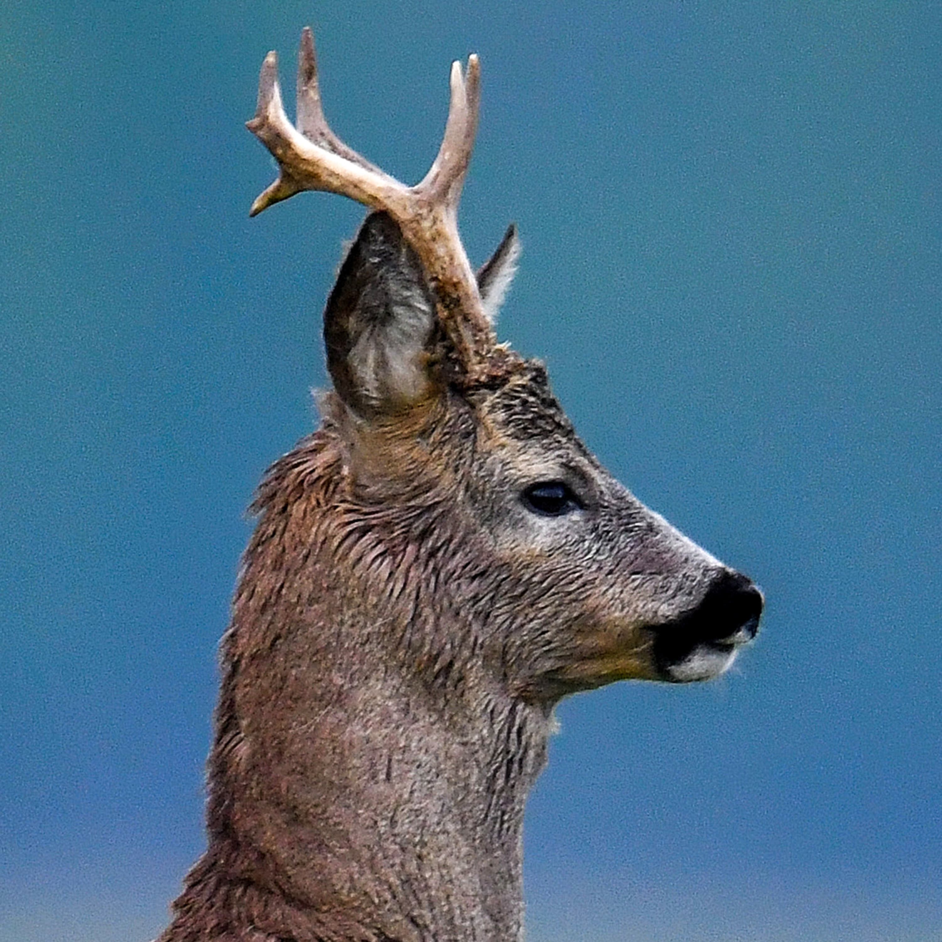 Nógrádi őzbakok nyomában