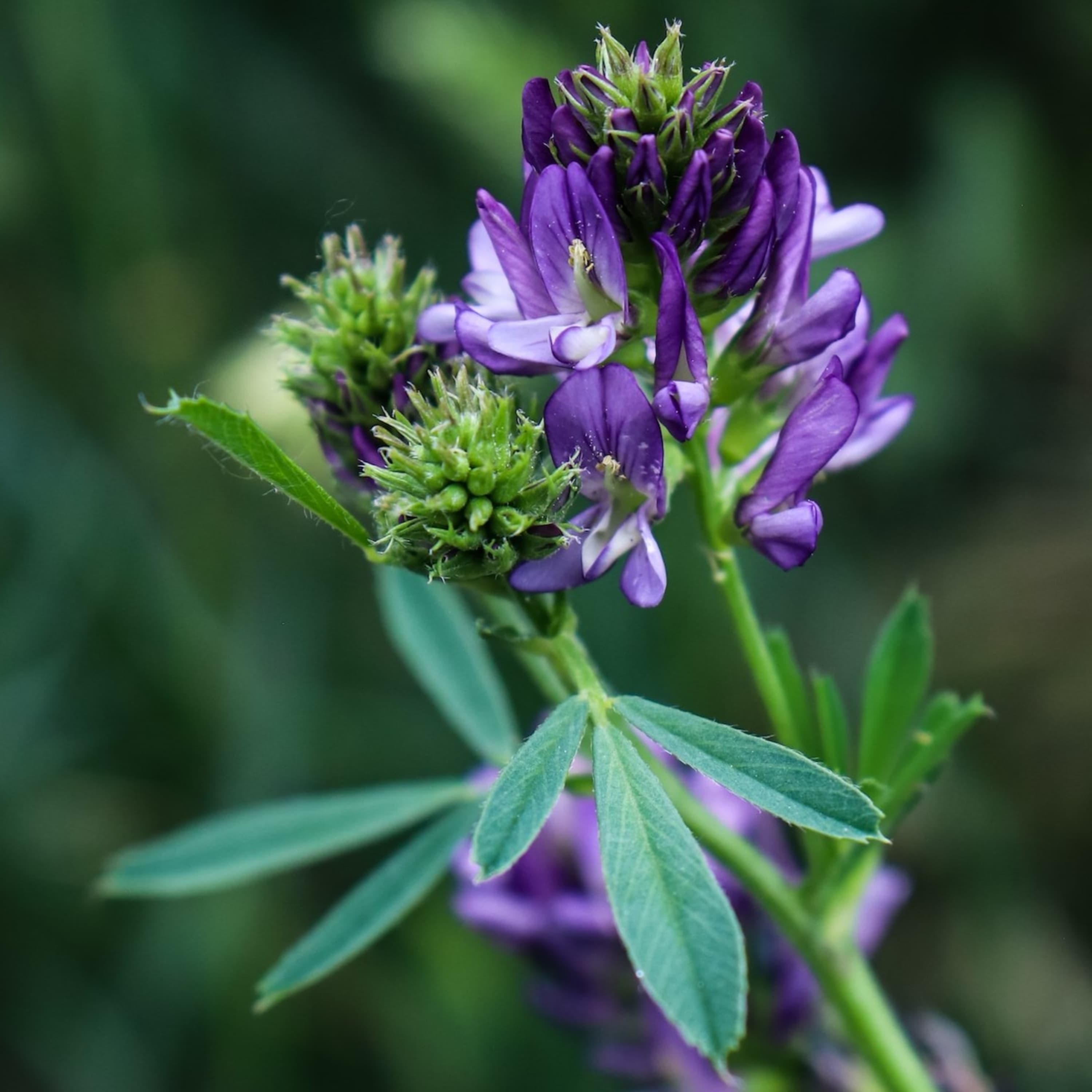 A lucerna értékes tápanyag és számos gyógyhatása van