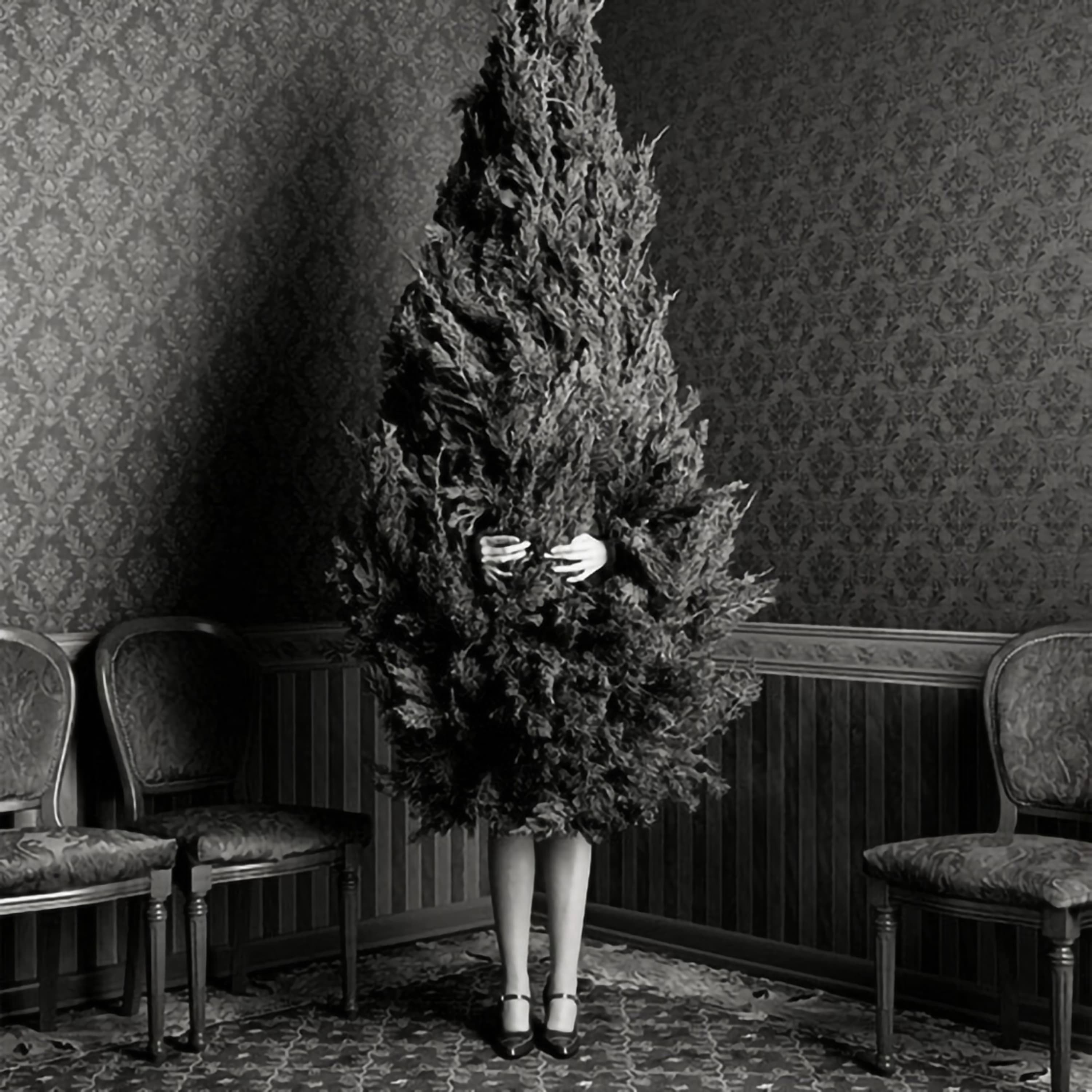 #243 Kakiló rönk, disznózselé, 120-szal biciklin