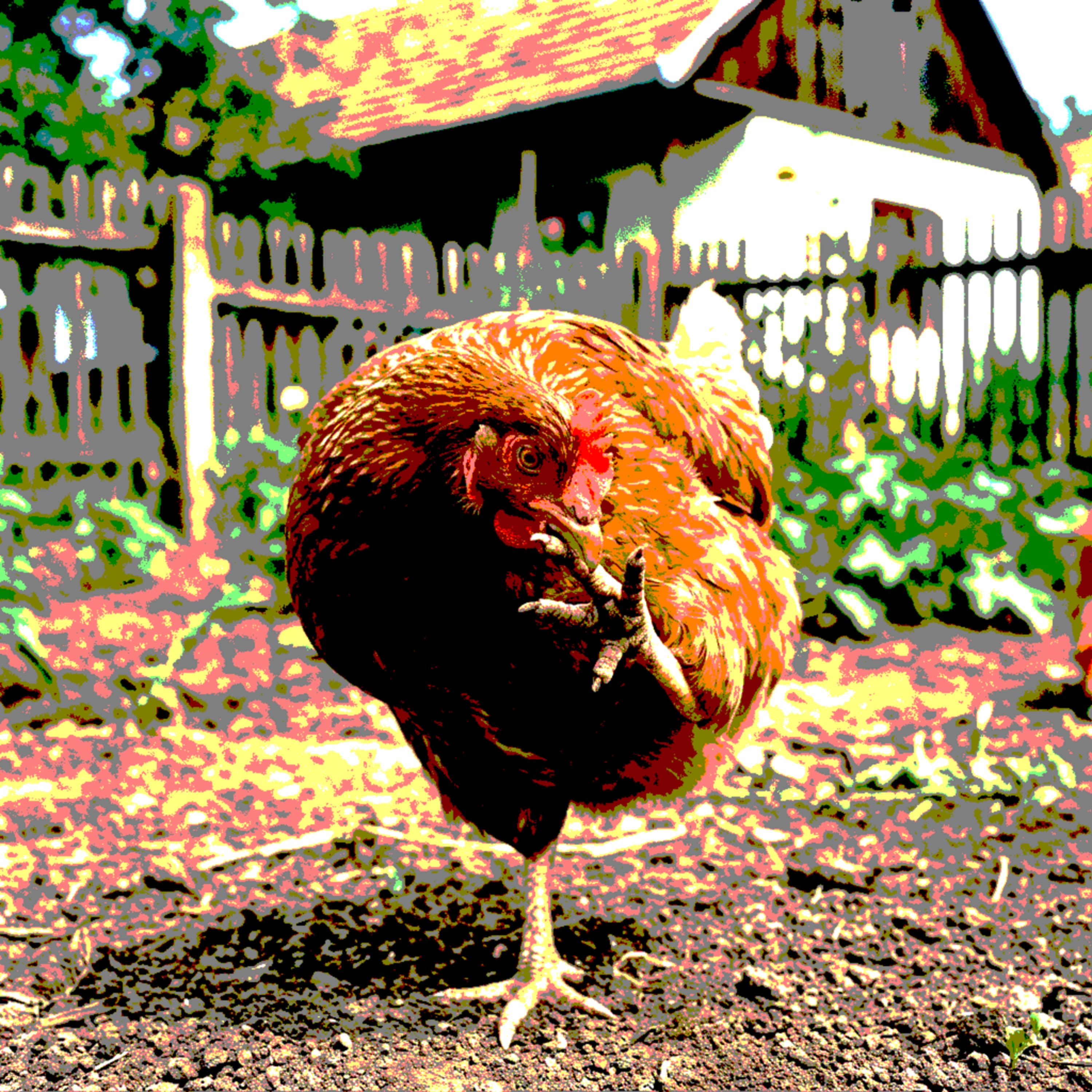 #268 - A tyúk, amely a lábujjat szopogatja