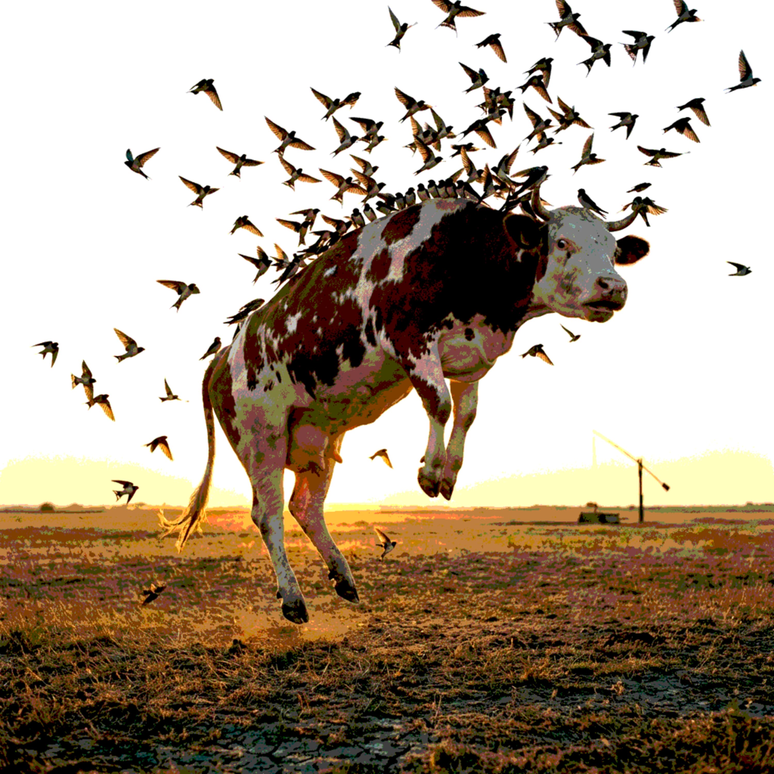 #282 - Fecskecsordaként felkapni egy tehenet