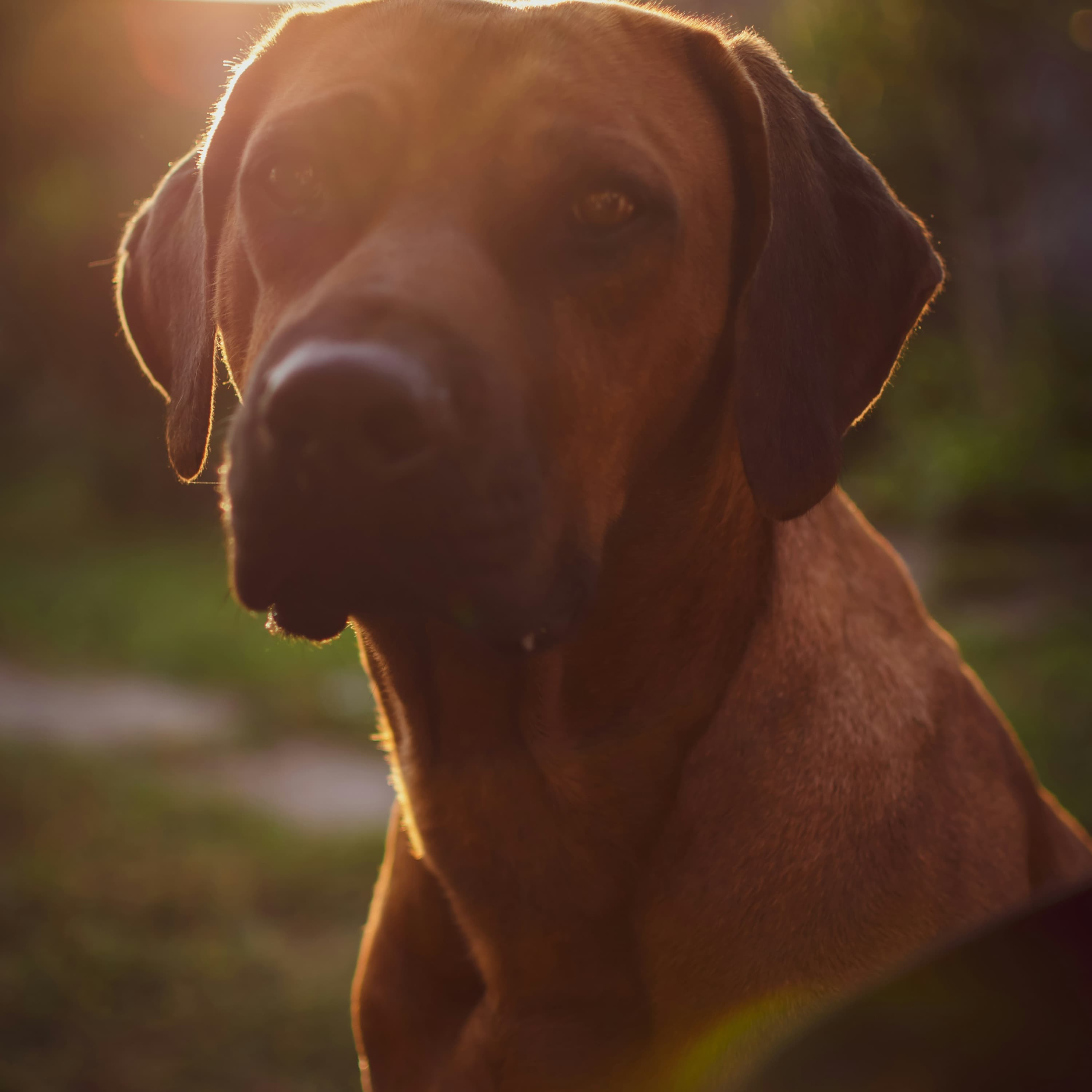 178. Ősi magyar kutyafajták